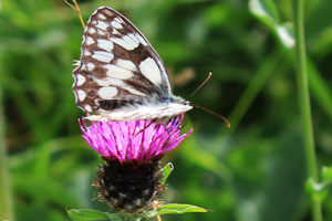 Marble_white_common